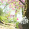 となみチューリップフェアの写真_12283