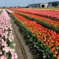 となみチューリップフェアの写真_12284