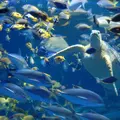 鳥羽水族館の写真_12323