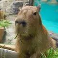 鳥羽水族館の写真_12325