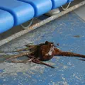 鳥羽水族館の写真_12327
