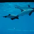 鳥羽水族館の写真_12328