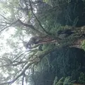 武雄神社（武雄五社大明神）の写真_125858