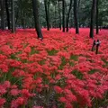 巾着田公園入り口の写真_126995