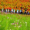 国営ひたち海浜公園の写真_127023