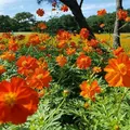 国営ひたち海浜公園の写真_127034