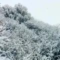 善五郎の滝の写真_127610