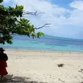 備瀬のフクギ並木の写真_127785