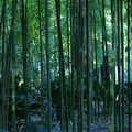 浄智寺の写真_127820