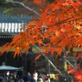 南禅寺の写真_12806