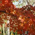 南禅寺の写真_12810