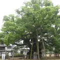 総本山善通寺の写真_13108