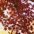 震生湖の写真_13355