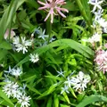 西宮市北山緑化植物園の写真_133683