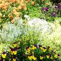 西宮市北山緑化植物園の写真_133684