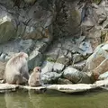 地獄谷野猿公苑の写真_134026