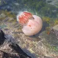 佐渡いろいろの写真_13417