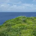 備瀬のフクギ並木の写真_134560