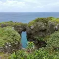備瀬のフクギ並木の写真_134561