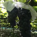 カタシモワイナリーの写真_13538