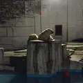 円山動物園の写真_13669