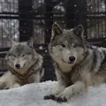 円山動物園の写真_13682