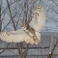 円山動物園の写真_13683