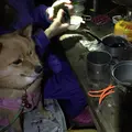 赤岳鉱泉の写真_13767