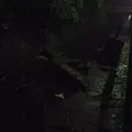 等々力渓谷の写真_138968
