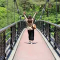 吹割の滝の写真_142290