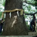 新熊野神社の写真_142488