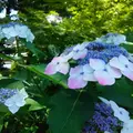 智積院の写真_142496