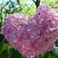 智積院の写真_142575