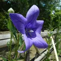 智積院の写真_142579