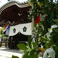 智積院の写真_142582