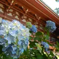 智積院の写真_142585