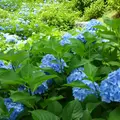 三室戸寺の写真_142829