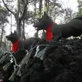 あちこちに「おきつね様」の写真_14431