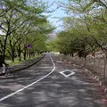 養老公園の写真_14567