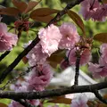 養老公園の写真_14574