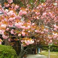 大菩提寺の写真_14576