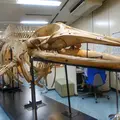 港区立港郷土資料館の写真_145867