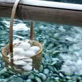 草津温泉の写真_14852