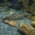 おたる水族館の写真_149572