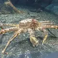 おたる水族館の写真_149573
