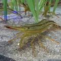 おたる水族館の写真_149575