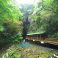秋芳洞の写真_14964