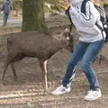 奈良公園の写真_15454