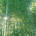 竹林の小径の写真_158939