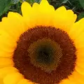 佐倉ふるさと広場の写真_159845